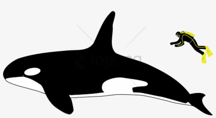 Free Png Killer Whale Size Compared To Human Png Image - Killer Whale Size Vs Human, transparent png #10124866