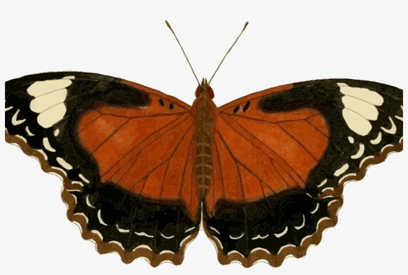 Monarch Butterfly Insect Animal Download Free Commercial - Animal Imagenes De Insectos, transparent png #10124938