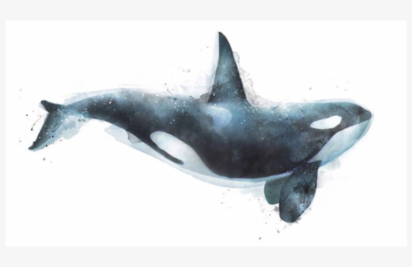 Resources - Killer Whale Art, transparent png #10124958