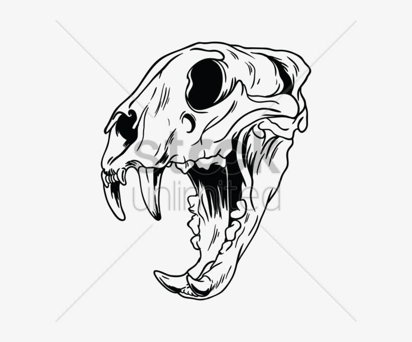 Skulls At Getdrawings Com Free For Personal - Tiger Skull Drawing, transparent png #1020027