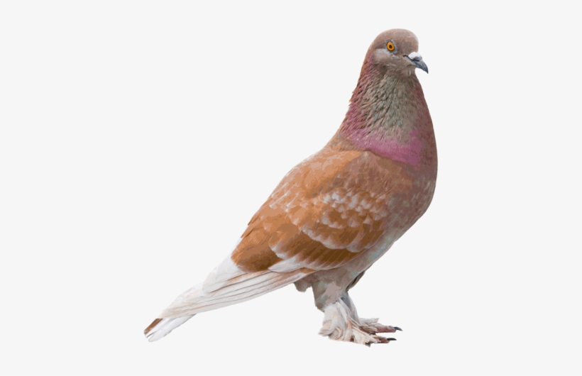 Tipos De Paloma Cafe, transparent png #1020418