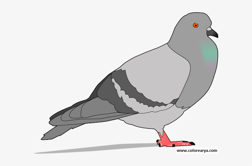 Colorear Paloma - Cartoon Pigeon Greeting Cards - Free Transparent PNG Download - PNGkey Colorear Paloma - Cartoon Pigeon Greeting Cards - Free Transparent PNG Download - PNGkey