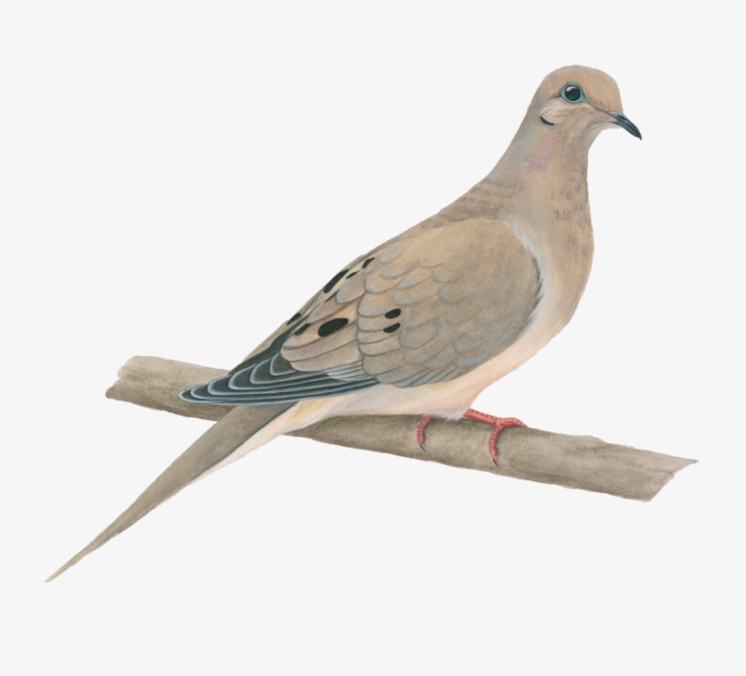 Paloma Huilota - Transparent Background Mourning Dove Clipart, transparent png #1020508