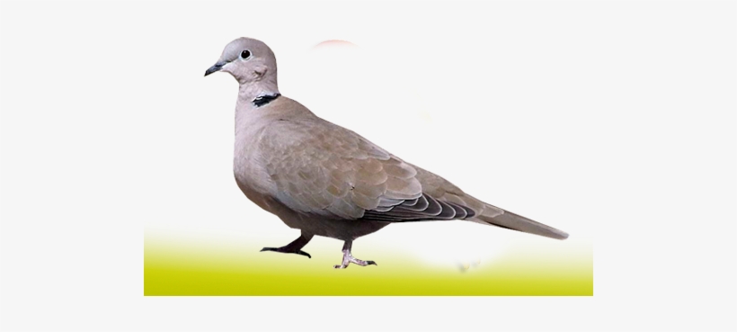 Palomas Y Tortolas - Aves Palomas Tortola, transparent png #1020677