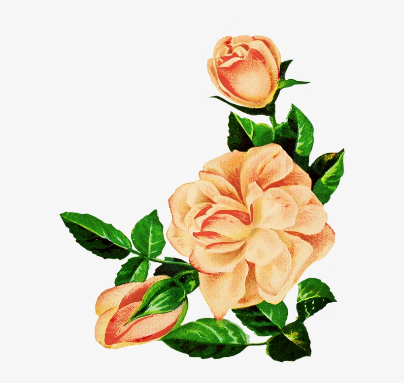 Rose Pictures Drawing At Getdrawings - Png Pink Flowers Drawing, transparent png #1020730