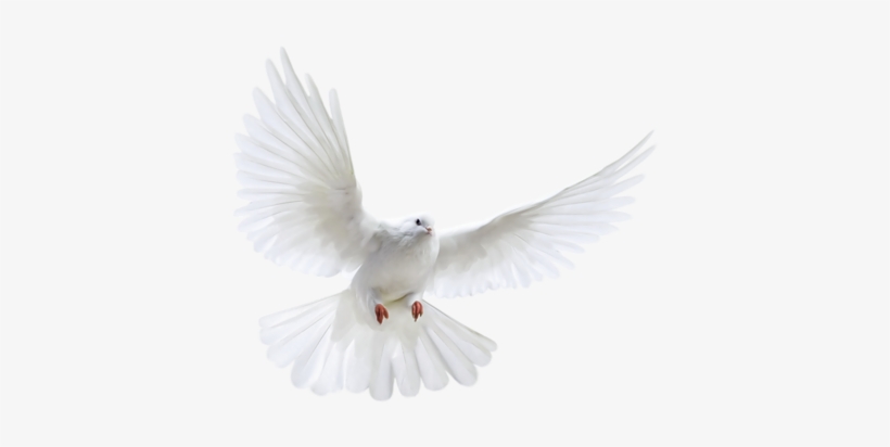 0 104392 C489f64f L - Forty Days Of Fasting & Prayer [book], transparent png #1021075
