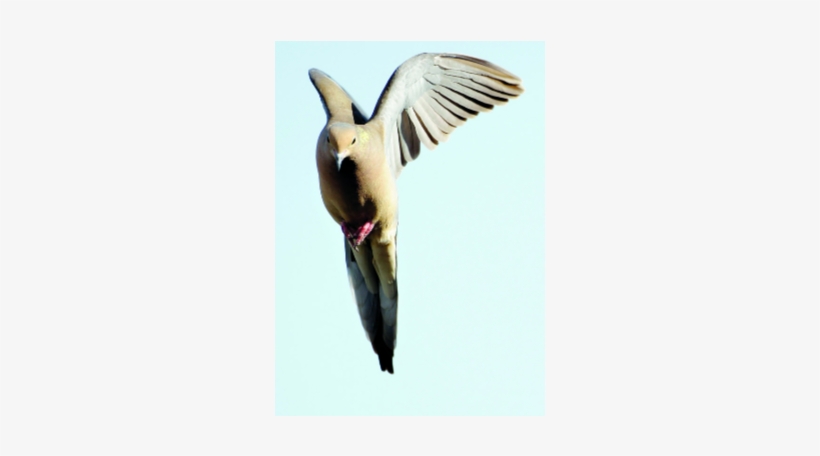 Las Palomas Son Inteligentes, Señala Estudio - Seabird, transparent png #1021138