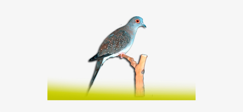 Bird, transparent png #1021309