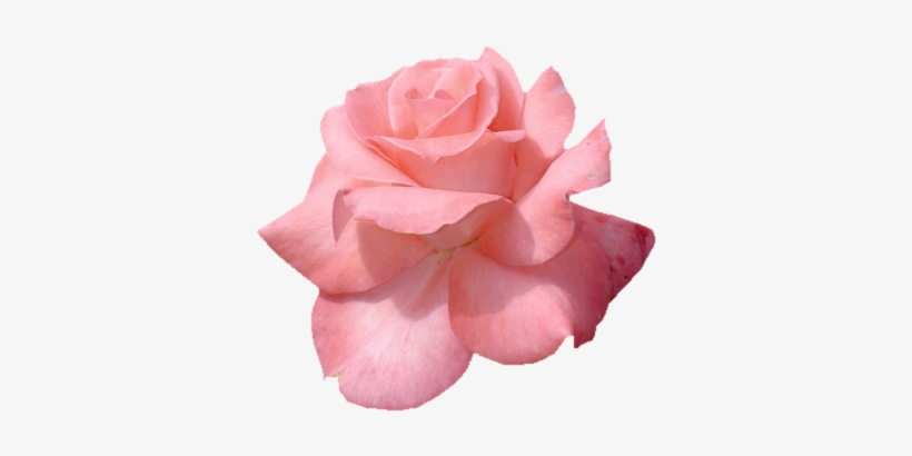 Pink Flower Tumblr Png, transparent png #1021335