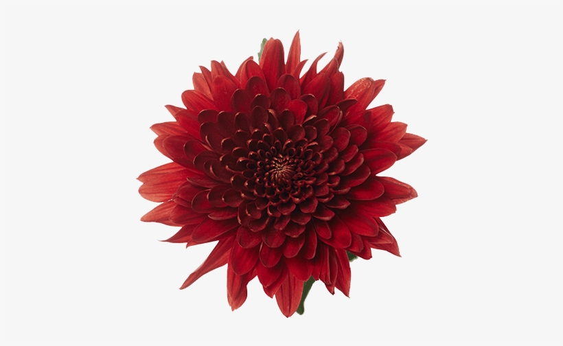 Red Magna - Dahlia, transparent png #1021482