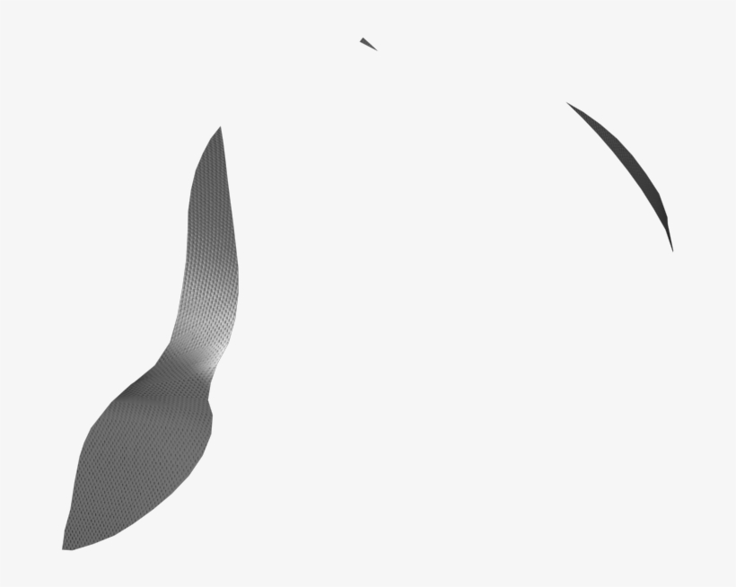 Seabird, transparent png #1021483