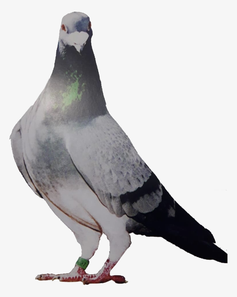 Sociedad - Training, transparent png #1021551