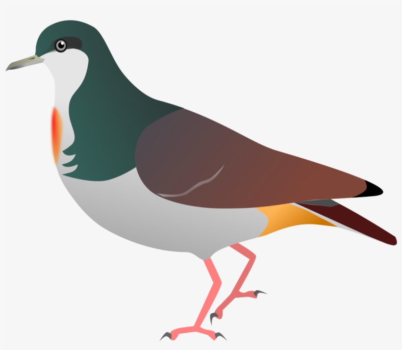 Sulu Bleeding Heart Pigeon, transparent png #1021575