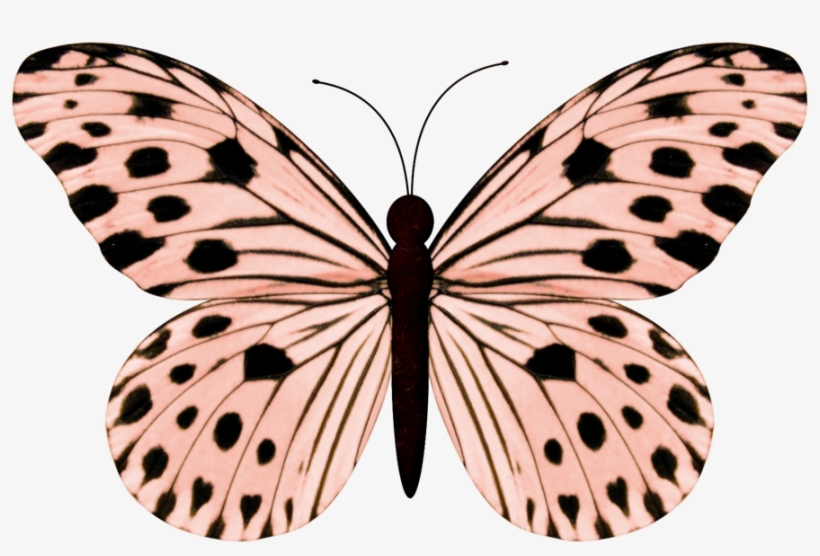 Nuestra Amiga Creativa Carmen Romeiko Nos Regala Este - Ideopsis Gaura, transparent png #1022676
