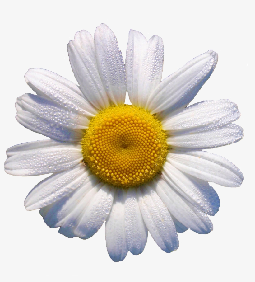 White Daisy // This Would Look Grrr88 In A Flower Crown - Daisy Transparent, transparent png #1023057