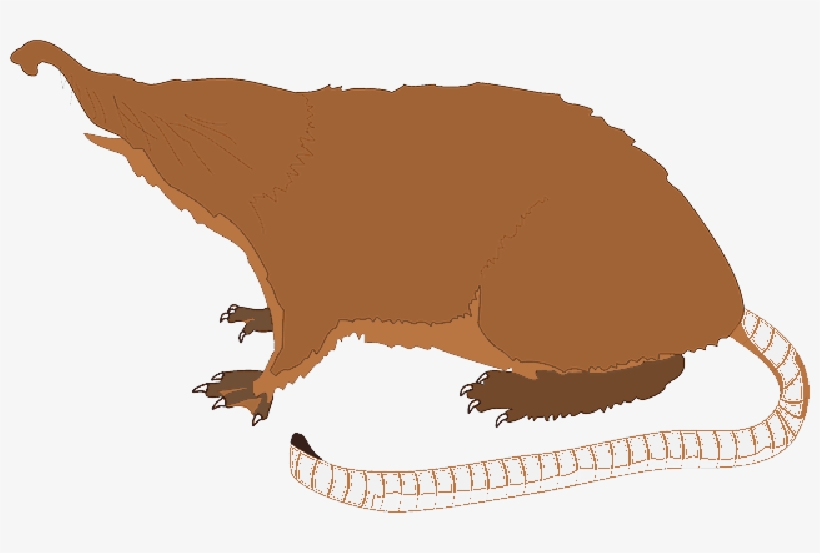 Mb Image/png - Mole Animal Tail, transparent png #1024335