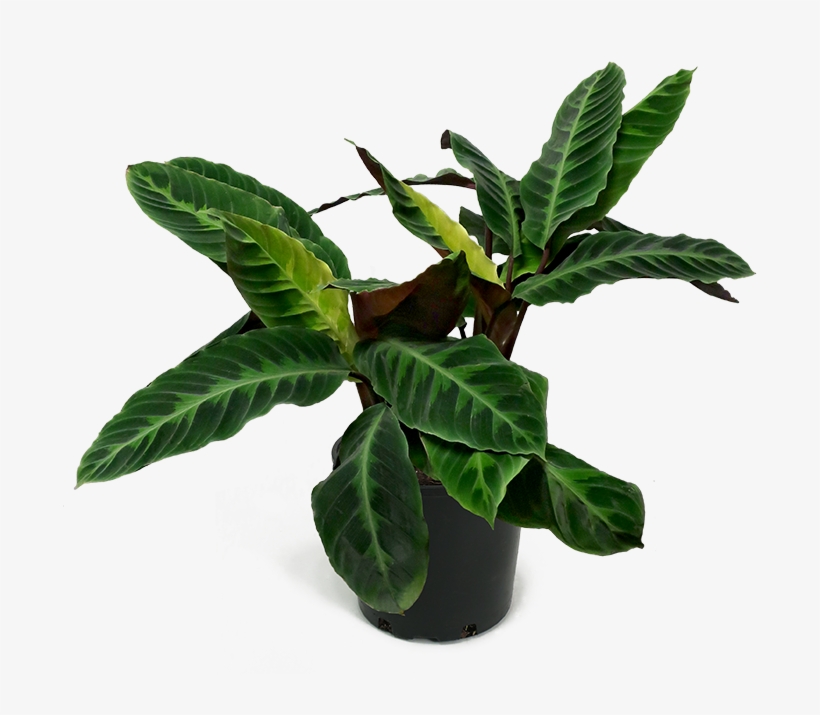Calathea Jungle Velvet Large - Calathea Jungle Velvet, transparent png #1024610