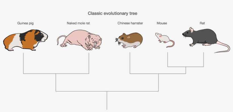 Naked And Unafraid - Rodent, transparent png #1025061