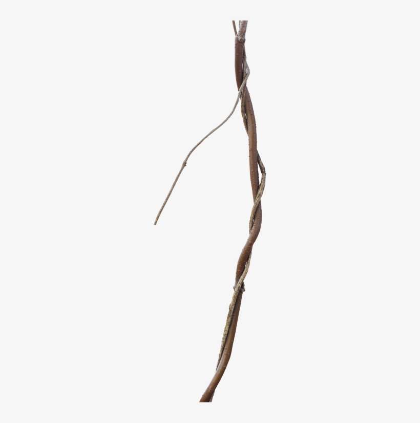 Jungle Facts - Jungle, transparent png #1025085