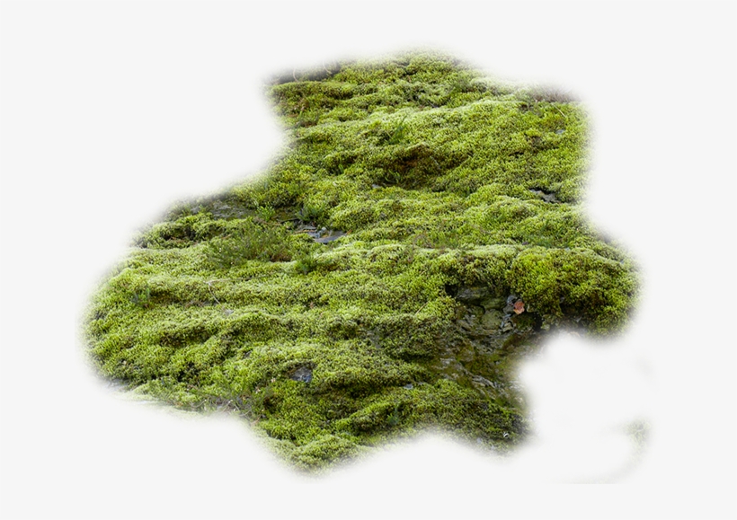 Moss Vector Algae Clip Art Transparent Download - Stock Photography, transparent png #1026028