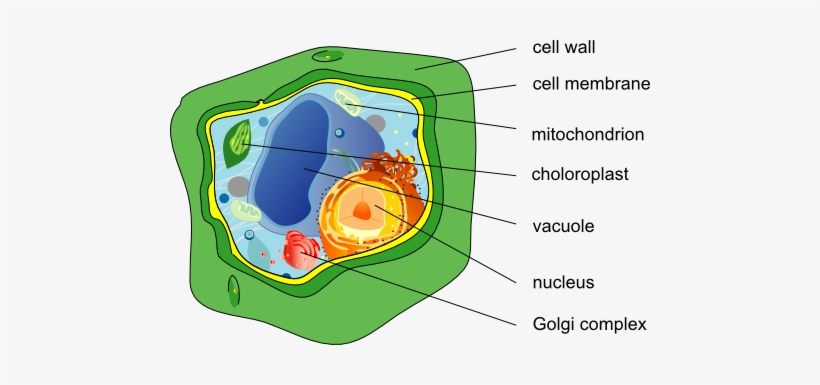 Vacuole On A Plant Cell, transparent png #1026242