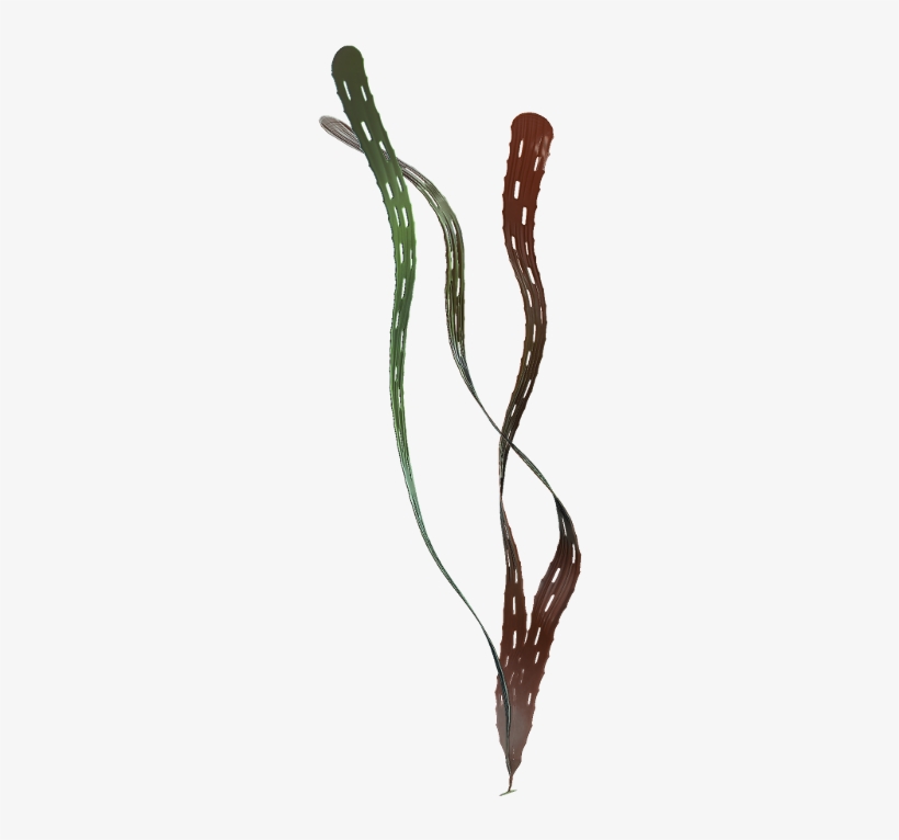 Margaretia Dorus Reconstruction - Burgess Shale, transparent png #1026545