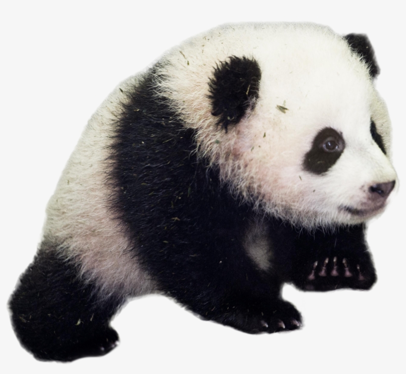 Baby Panda Png, transparent png #1027072