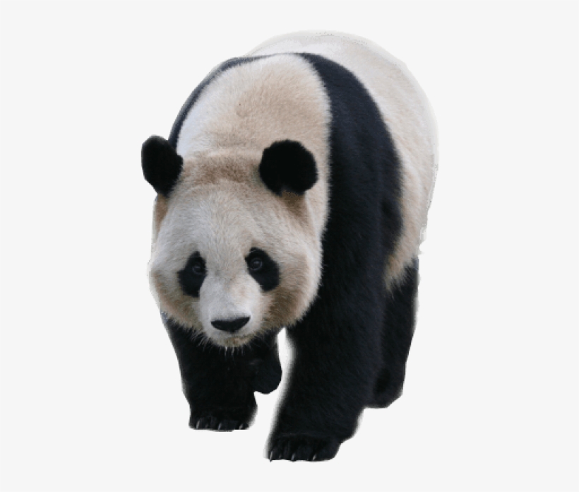 Animals - Pandas - Panda Transparent Background, transparent png #1027124