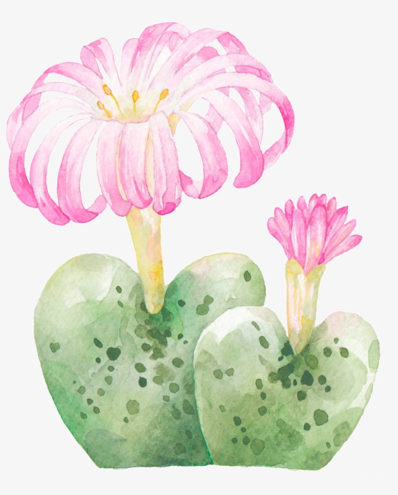 Hand Painted Rare Varieties Cactus Png Transparent - Cactus, transparent png #1028127