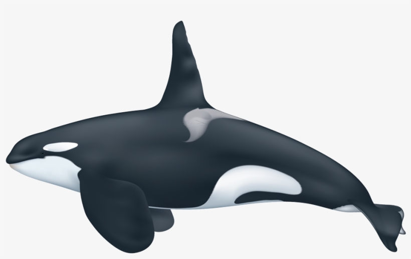 Scarce Picture Of A Killer Whale Orca - Does A Killer Whale Look Like, transparent png #1028485