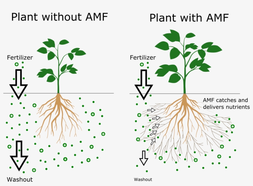 This Symbiosis Is Nature´s Solution For Scarce Nutrients - Tree, transparent png #1028564