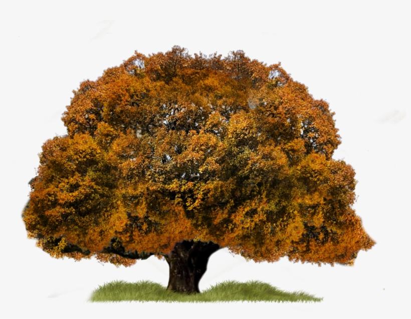 Png Tree By Moonglowlilly D5n5bh7 Zpsffsranqr - Fantasy Trees Png, transparent png #1030272