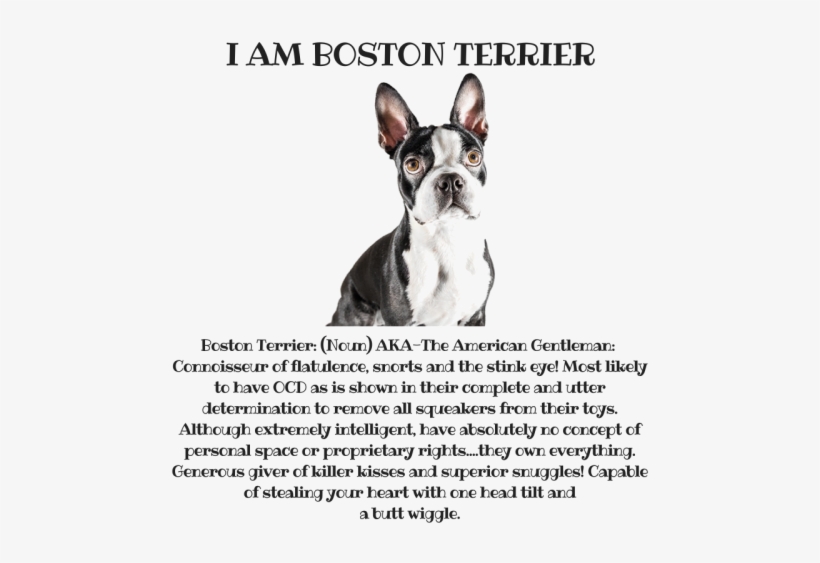 Boston Terrier, transparent png #1030661