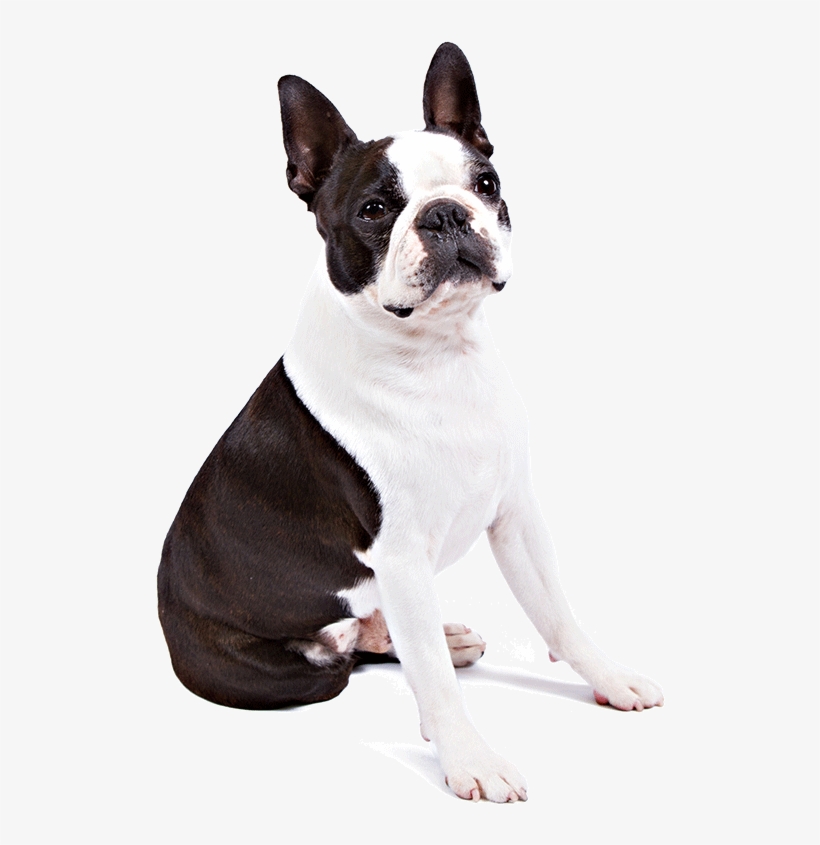 Boston Terrier Dog Breed Information - Juguete Perro Cuerda, transparent png #1030708