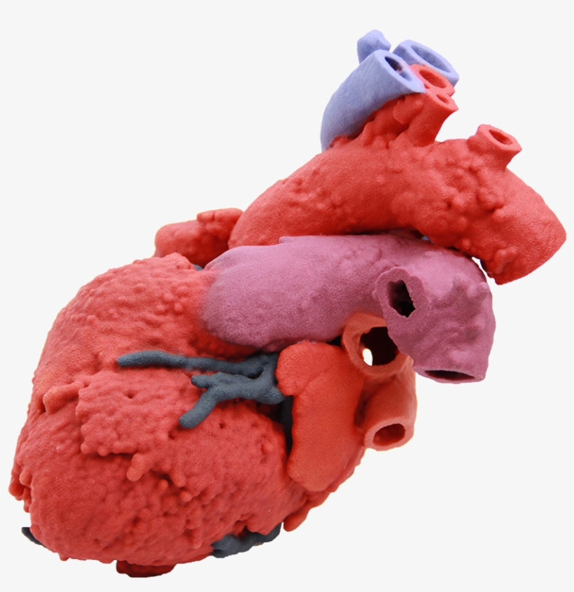60107-heart Blood Flow - 3d Printed Organ Png, transparent png #1030709