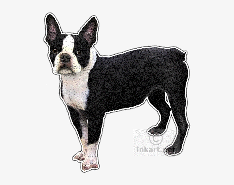 Boston Terrier Decal - Boston Terrier Note Cards (pk Of 20), transparent png #1030964