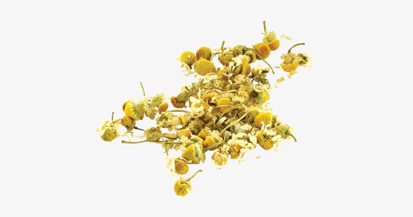 Picture Library Library Png Woman S Moon Cycle Library - Chamomile, transparent png #1030980