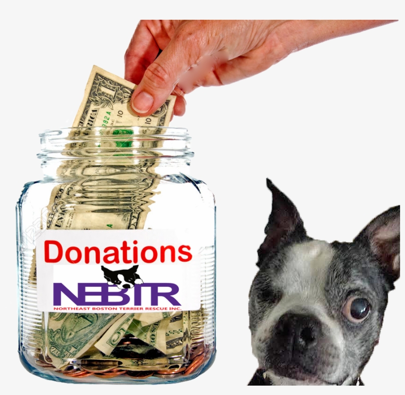 Donation To Nebtr • Northeast Boston Terrier Rescue - One Dollar Bill, transparent png #1031022