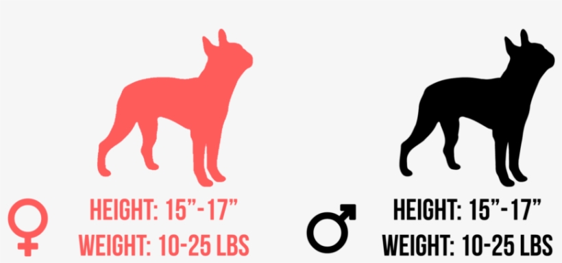 Both Male And Female Boston Terriers Are 15 To 17 Inches - Religion Is Like A Penis, transparent png #1031084