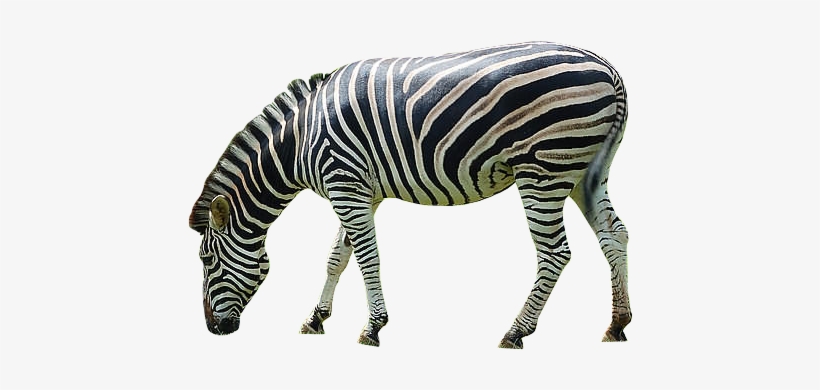 Zebra Png Image - Zebra Png, transparent png #1031087