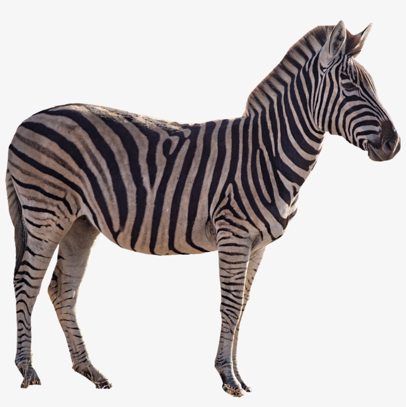 Zebra Png, transparent png #1031111