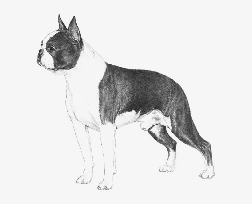 Boston Terrier Akc, transparent png #1031133