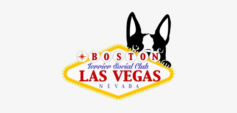 Las Vegas Boston Terrier Meetup - Boston Terrier Las Vegas, transparent png #1031155