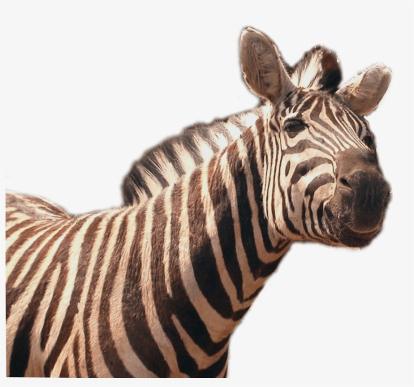 Free Png Zebra Png Png Images Transparent - Zebra Png, transparent png #1031333