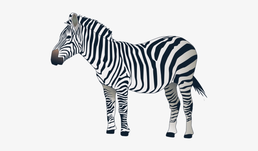 Png Images Free Download - Zebra With White Background, transparent png #1031419