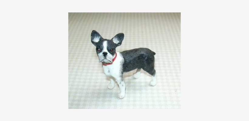 Boston Terrier, transparent png #1031526