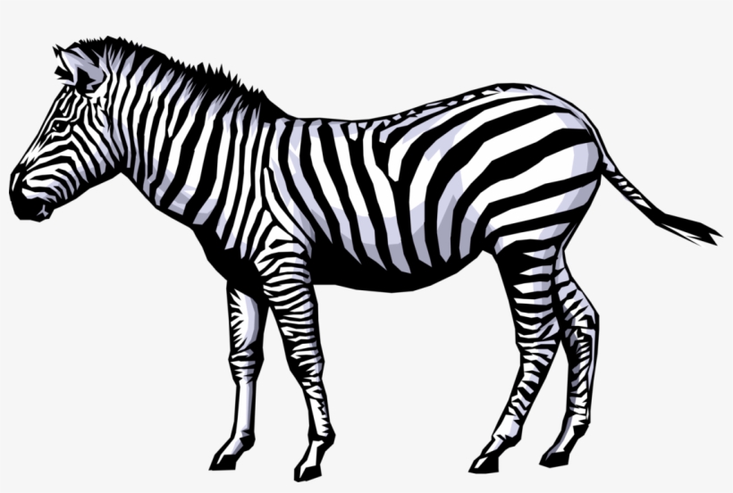 Png Hd Transparent Images - Zebra Clip Art, transparent png #1031548