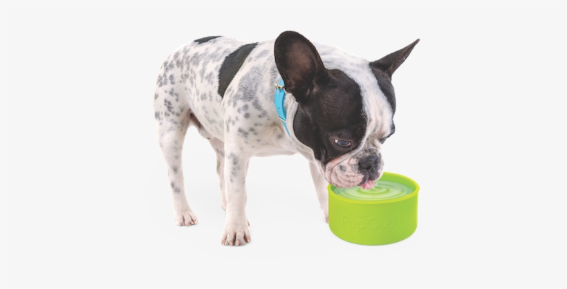 Bostonterrier, transparent png #1031620