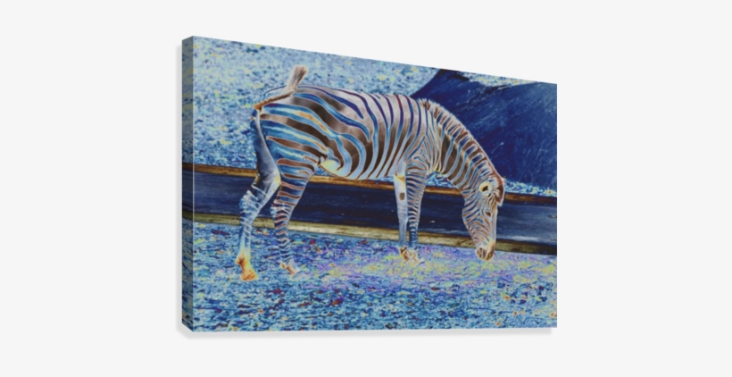 Zebra Grazing - Zebra, transparent png #1031697