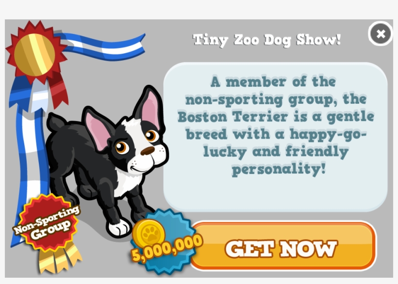 Boston Terrier Modal - Gift Aid, transparent png #1031761
